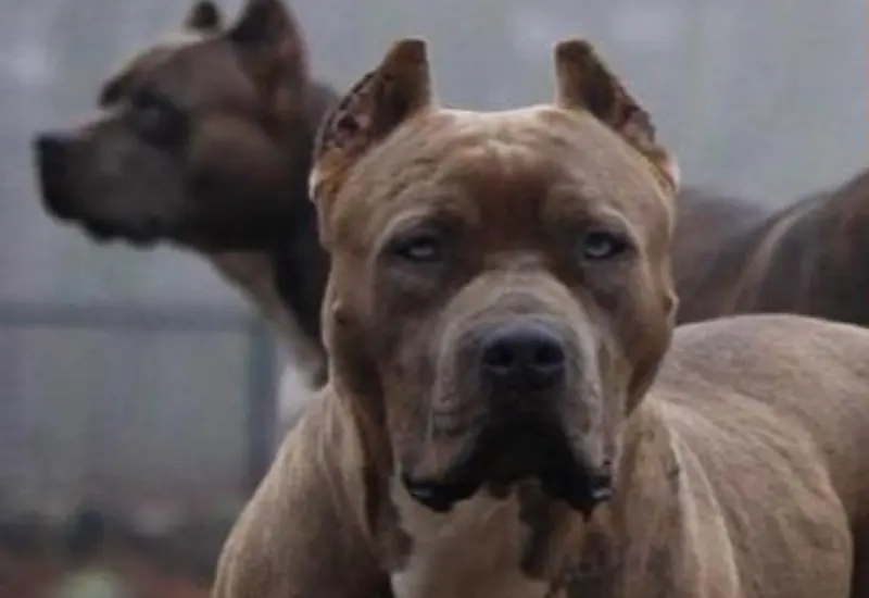 tres_pitbulls_agreden_niño_oaxaca