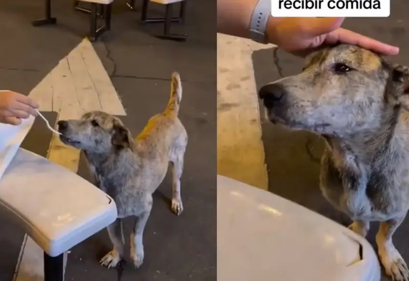 lomito_recibe_comida_llora_agradecido