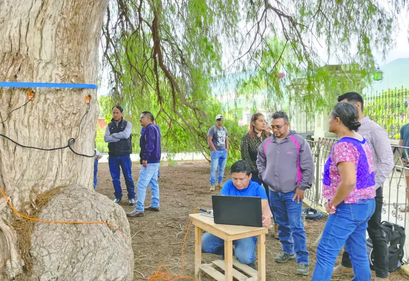 arbol-tule