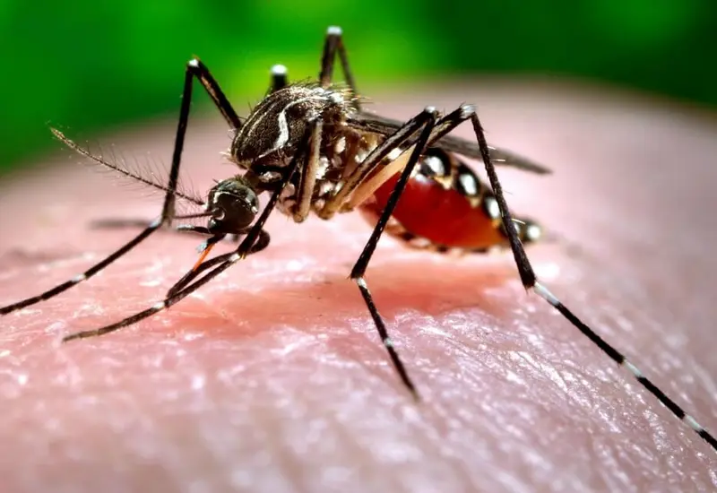 dengue-portada