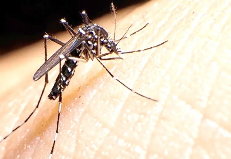 dengue