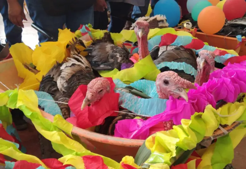 guajolotes