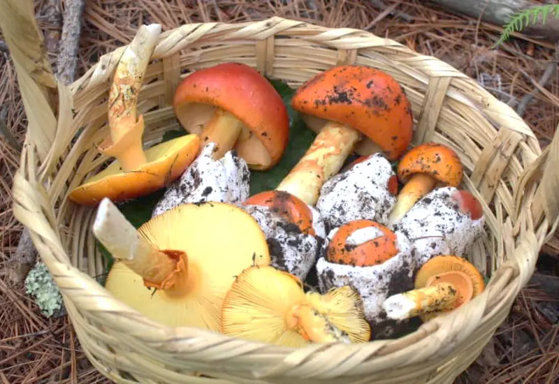 hongos