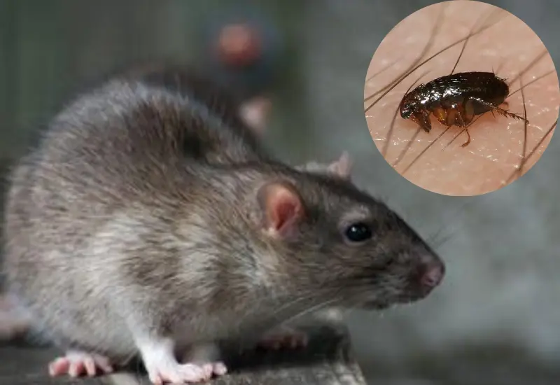 detectan_caso_peste_bubonica_eu