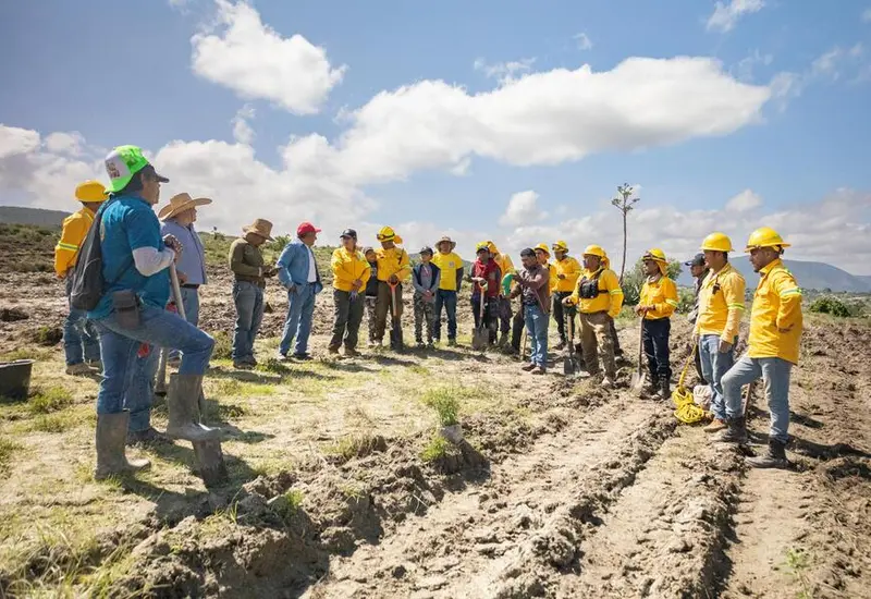 reforestacion