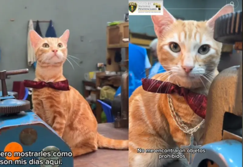 Sony-gato-Perú