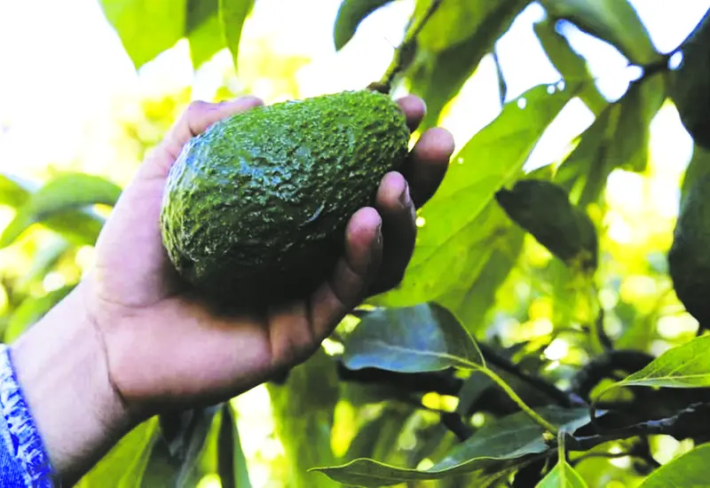 aguacate-oaxaca