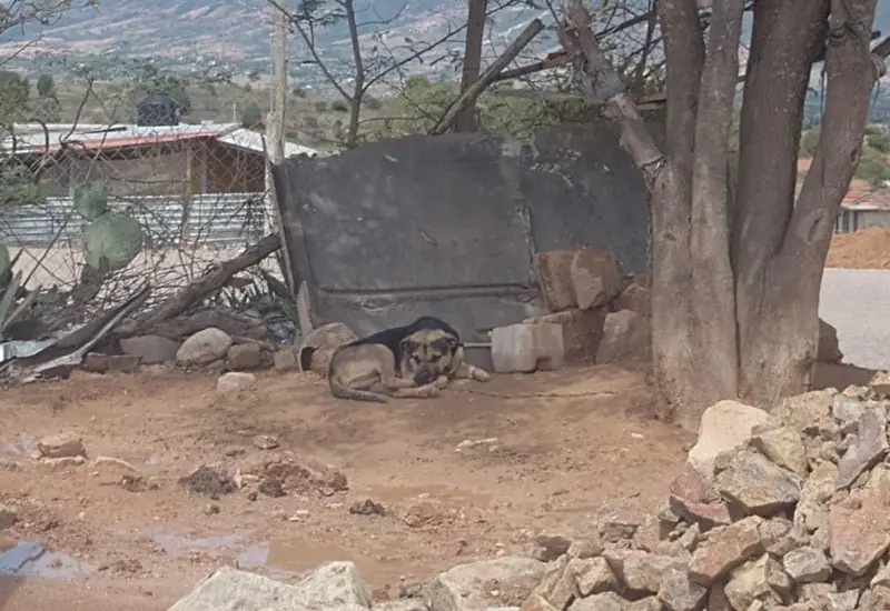 animales-oaxaca