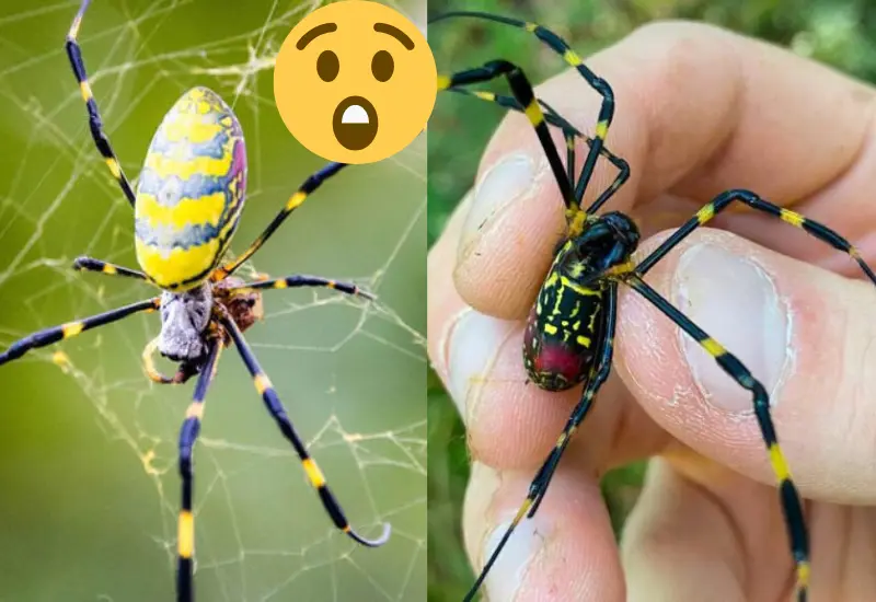 alertan_llegada_araña_joro_eu