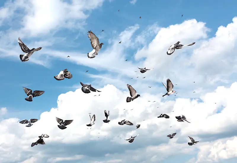 aves-pajaros