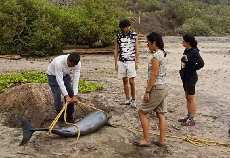 delfin-portada
