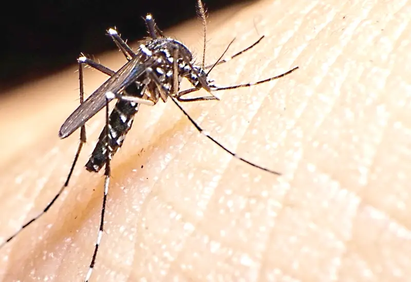 dengue-oaxaca