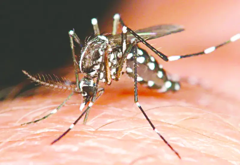 dengue-oaxaca