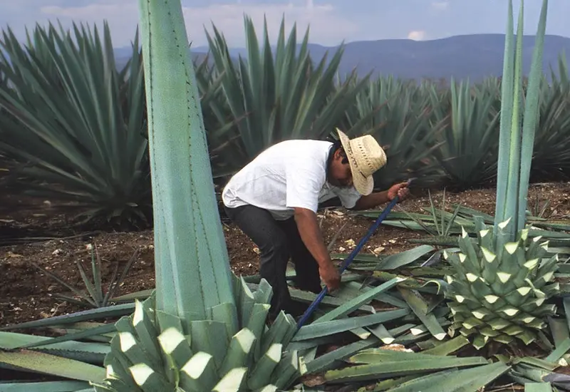 productores_listos_feria_del_mezcal
