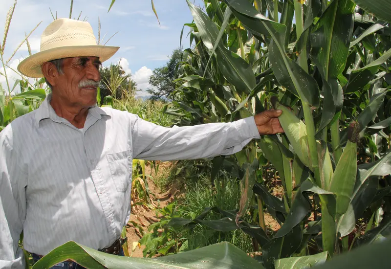 invernaderos-campo-maiz-oaxaca
