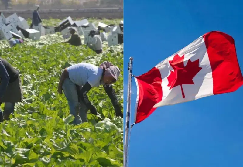alertan_riesgos_laborales_migrantes_canada