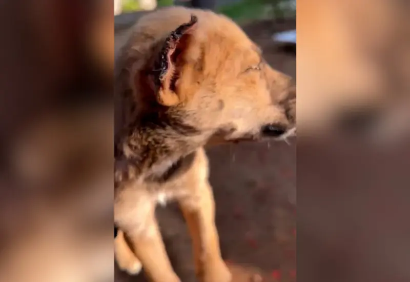 perro-portada