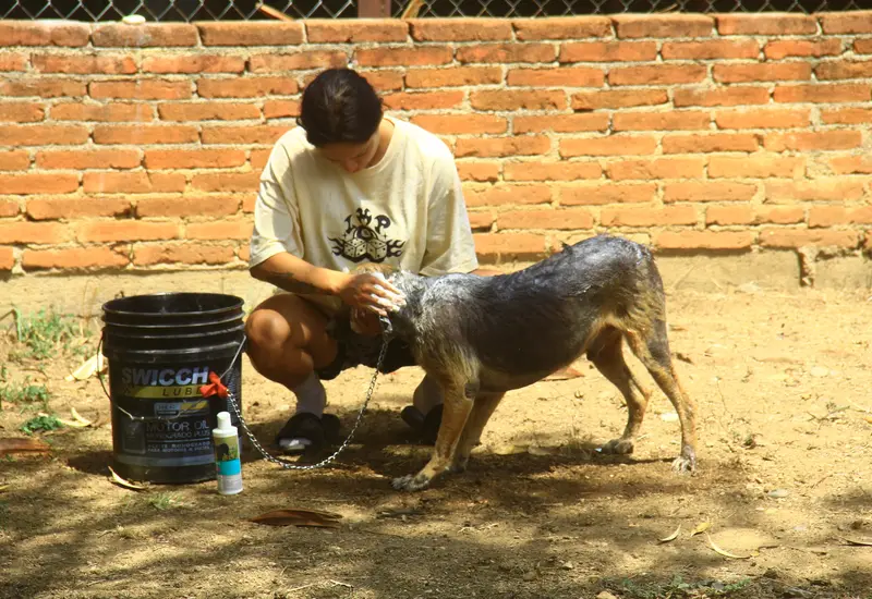 perra_vida_rescatan_canes_maltratados_oaxaca