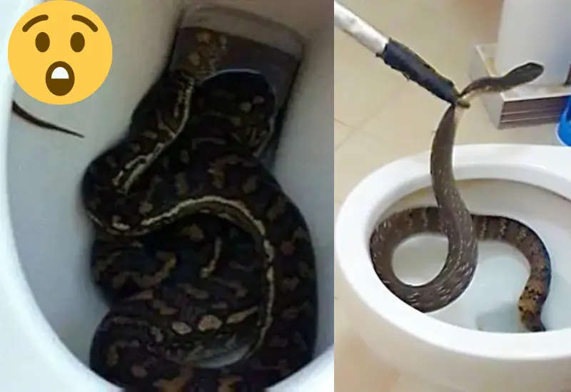 personas_temen_hallar_serpientes_baño