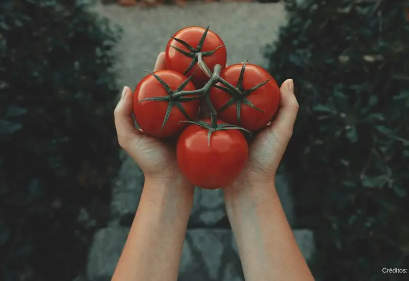 tomate-portada