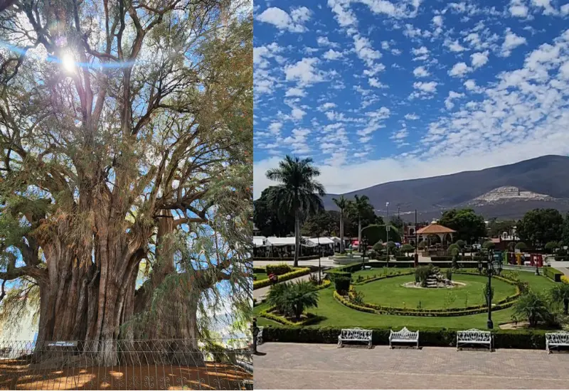 arbol_santa_maria_del_tule