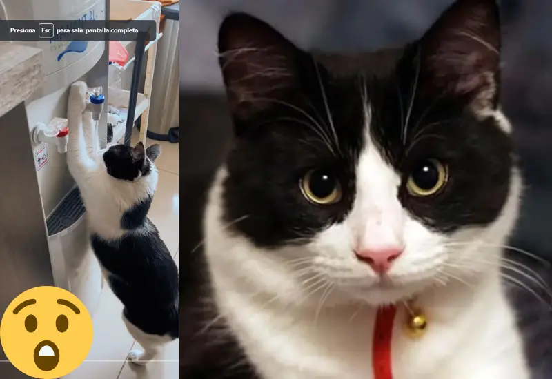 gato_usa_dispensador_de_agua