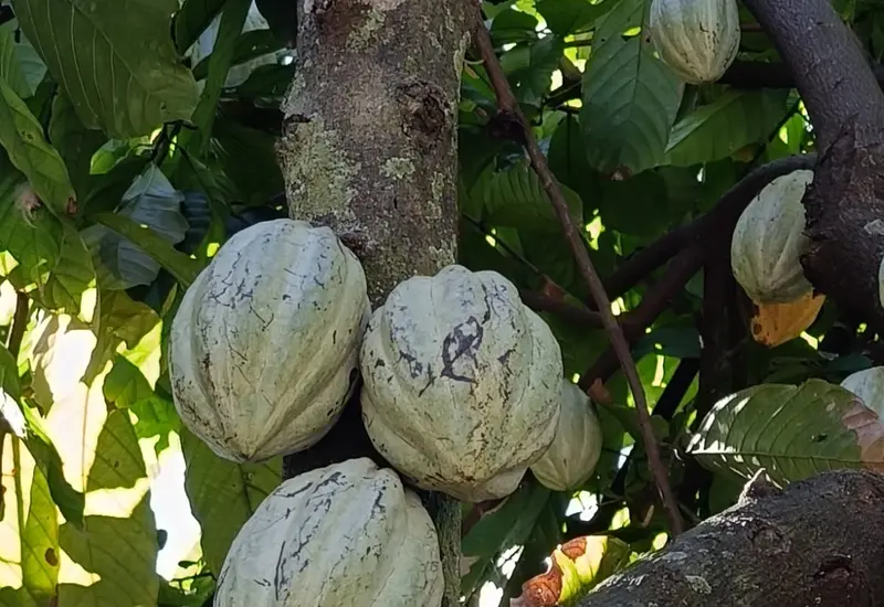 cacao-oaxaca