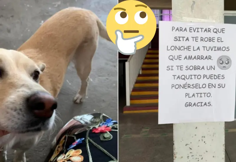 alertan_lomito_roba_desayunos_escuela