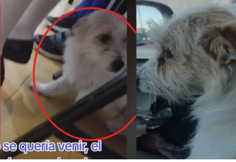 perrito_va_escuela_con_su_humano