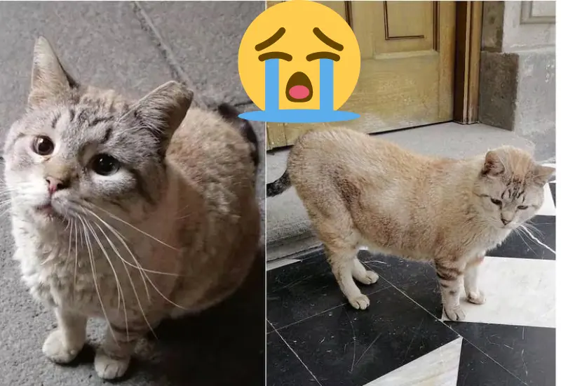 gatito_zeus_fallece_palacio_nacional