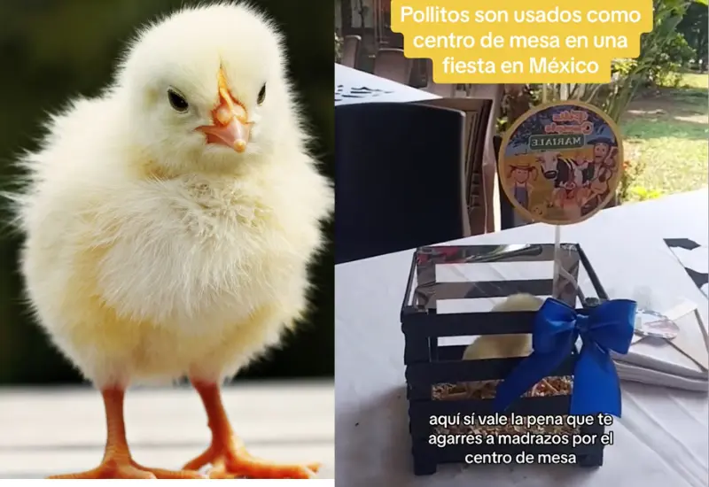 pollitos_usados_centros_mesa_fiesta