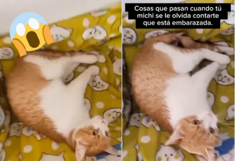 gata-embarazada-portada