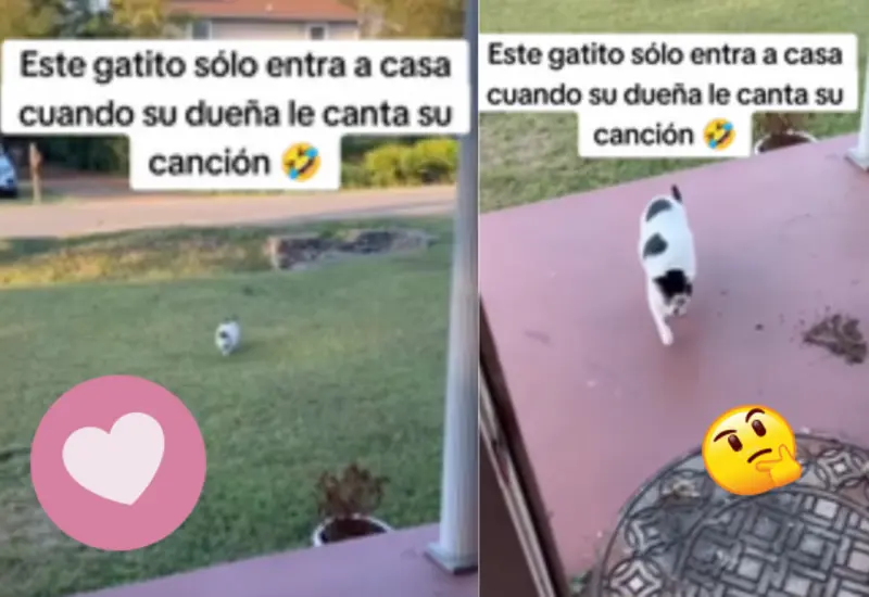 gato-austriaco-portada