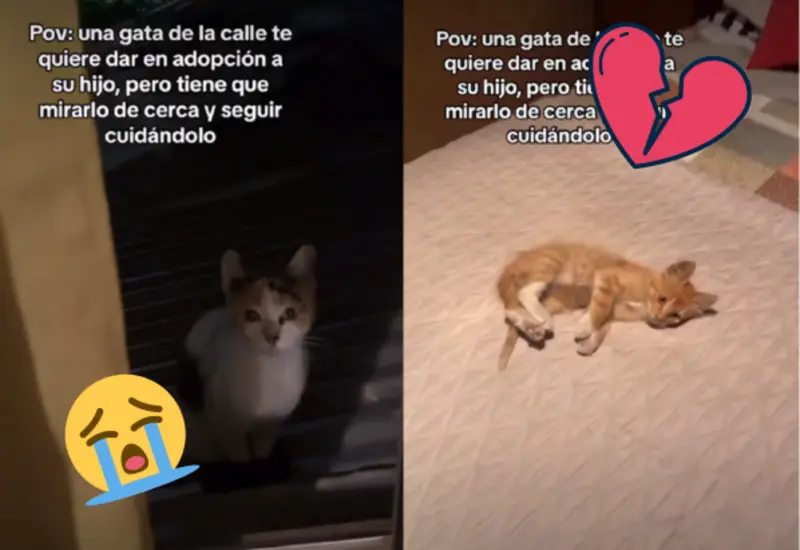 gato-mandarino-portada