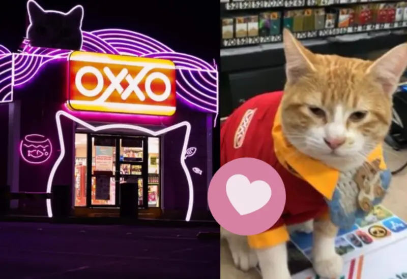 gato-oxxo-portada