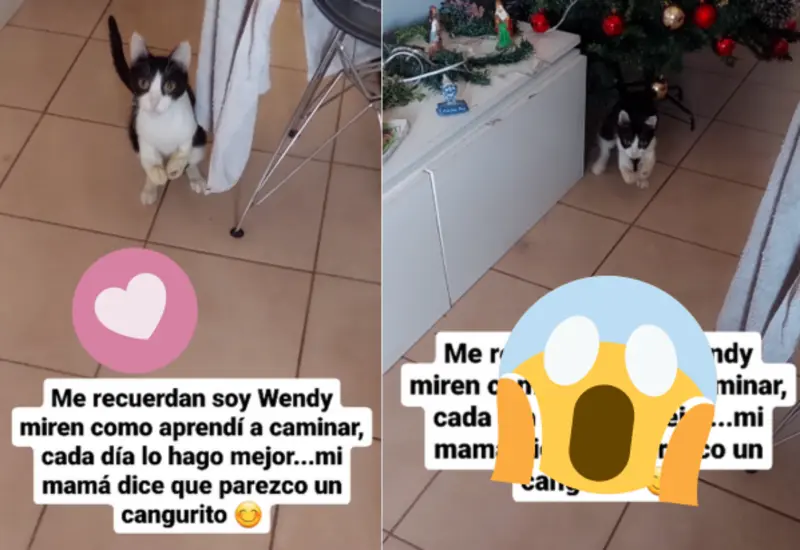 gato-rex-portada