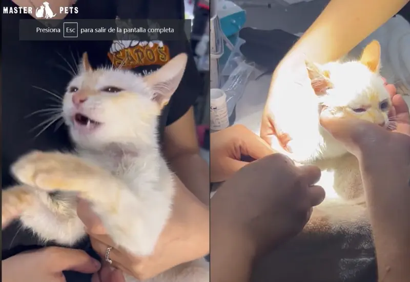gatito_intoxicado_recibe_tratamiento