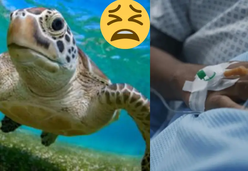 mueren_niños_comen_carne_tortuga