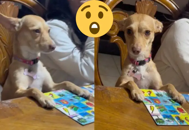 perrita_enojada_va_perdiendo_loteria
