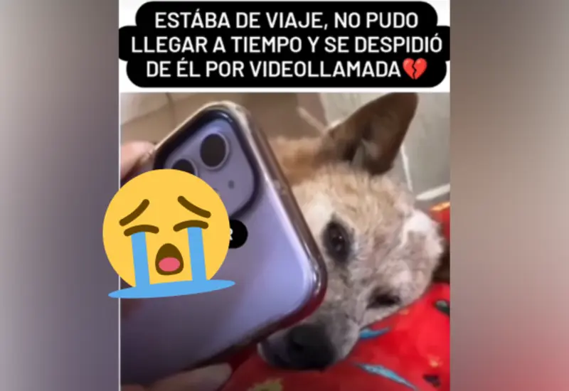 perro-despedido-portada
