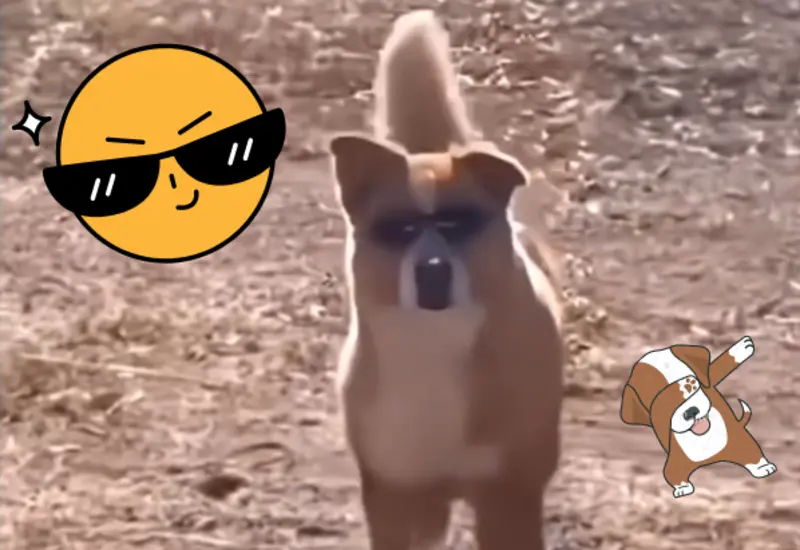 perro-lentes-portada