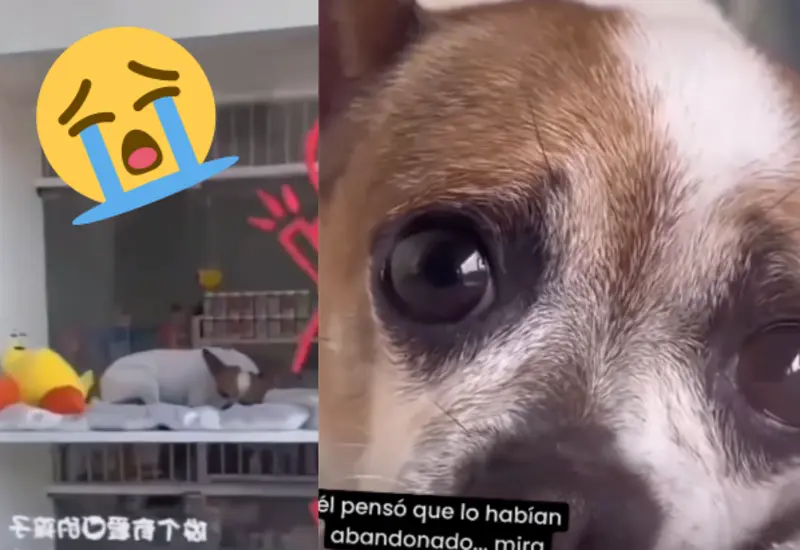 perro-regresado-portada