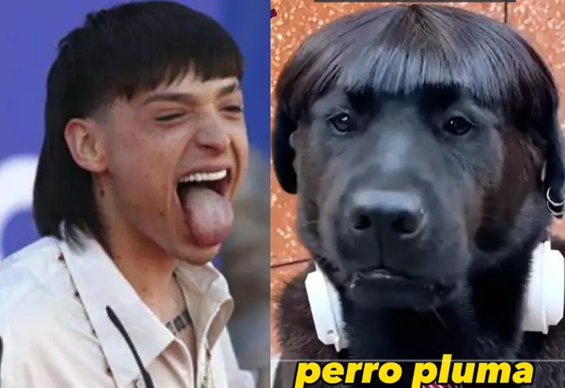 perro_corte_peso_pluma