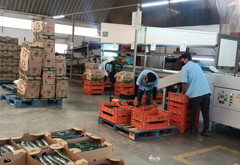 productores_huixtepec_exportaran_eu_canada