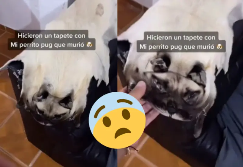 pug-portada
