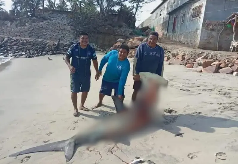 tiburones-ventosa-portda
