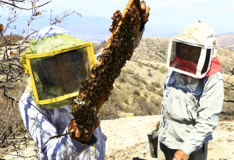 abeja-portada