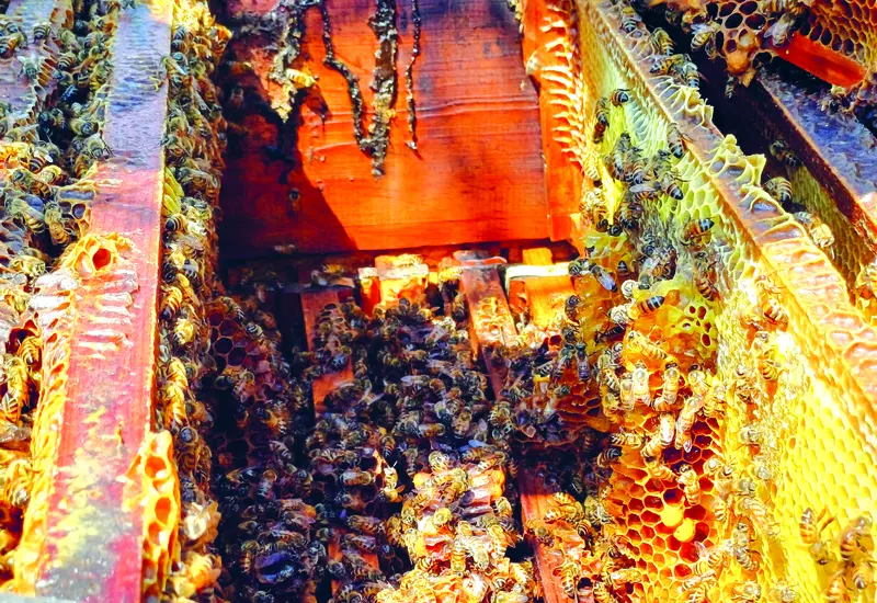 abejas-portada