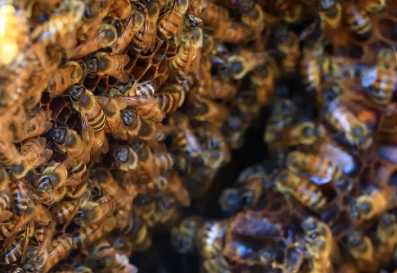 abejas-portada