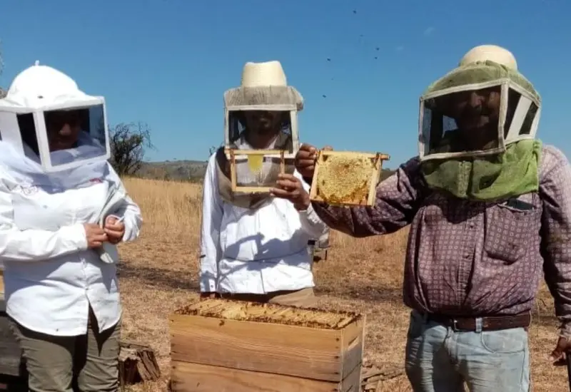 abejas-portada